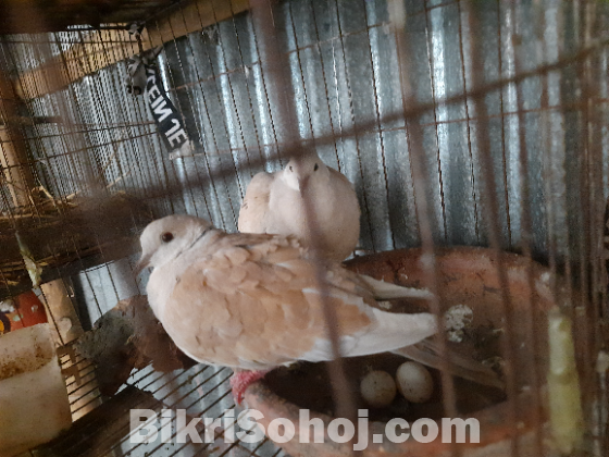 Eurasian Collared Dove 1 pair (new adult)